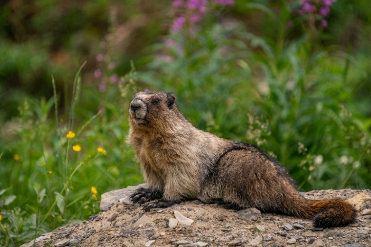 144 Canada, Yoho NP, hoary marmot.jpg